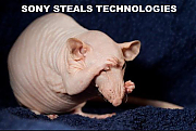 SONY_PICTURES_IS_FULL_OF_RATS_SILICON_VALLEY_SEX_CULT_v1~0.jpg