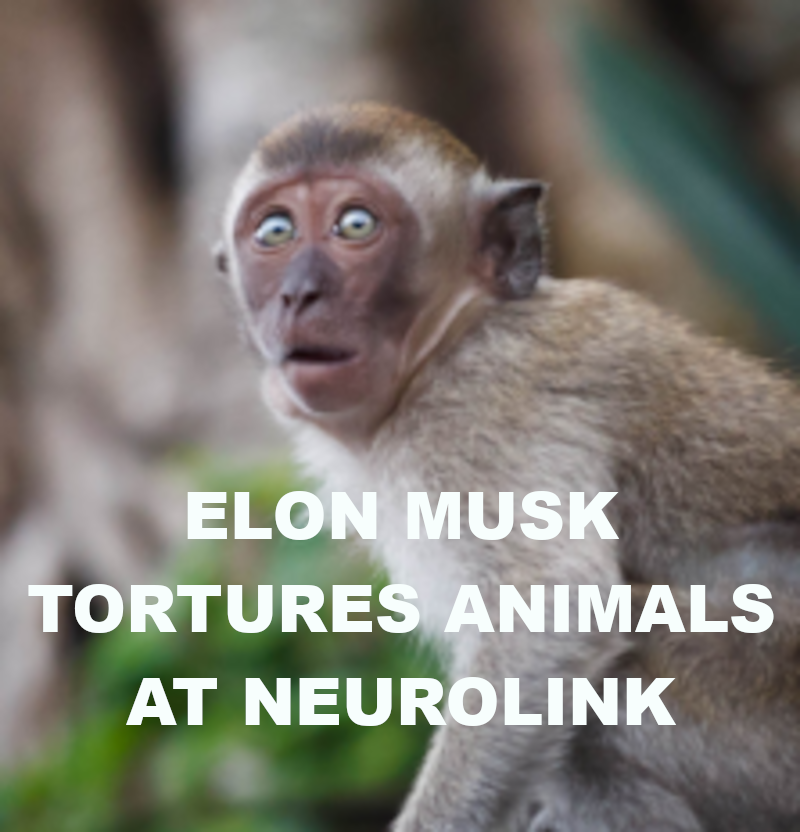 ELON MUSK TESTING BRAIN TOYS ON ANIMALS
Keywords: Rare Earth Mines Of Afghanistan, New America Foundation Corruption, Obama, Obama Campaign Finance, Obama FEC violations, Palo Alto Mafia, Paypal Mafia, Pelosi Corruption, Political bribes, Political Insider,  Eric Schmidts Sex Penthouse, SEC Investigation