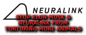 ELON MUSK ANIMAL TORTURE
Keywords: Rare Earth Mines Of Afghanistan, New America Foundation Corruption, Obama, Obama Campaign Finance, Obama FEC violations, Palo Alto Mafia, Paypal Mafia, Pelosi Corruption, Political bribes, Political Insider,  Eric Schmidts Sex Penthouse, SEC Investigation